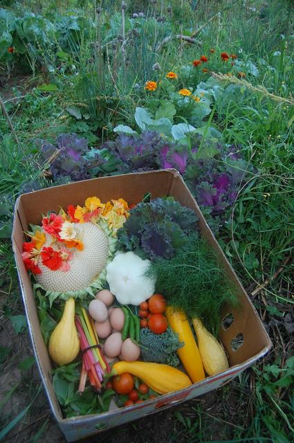 Harvest Bounty